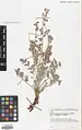 Onobrychis psoraleifolia • اسپرس کهرودی