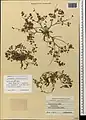 Onobrychis subacaulis • اسپرس رنگین