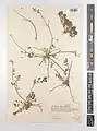 Onobrychis subacaulis • اسپرس رنگین