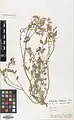 Onobrychis subacaulis • اسپرس رنگین