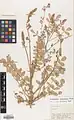 Onobrychis subacaulis • اسپرس رنگین