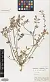 Onobrychis subacaulis • اسپرس رنگین