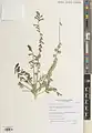 Onobrychis ptolemaica • اسپرس مصری