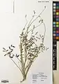 Onobrychis ptolemaica • اسپرس مصری