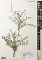Onobrychis ptolemaica • اسپرس مصری