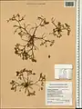 Onobrychis crista-galli • اسپرس تاجخروسی