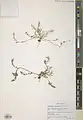 Onobrychis crista-galli • اسپرس تاجخروسی