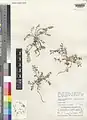 Onobrychis crista-galli • اسپرس تاجخروسی