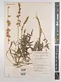 Onobrychis subnitens • اسپرس درخشان