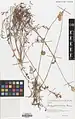 Onobrychis subnitens • اسپرس درخشان