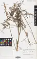 Onobrychis subnitens • اسپرس درخشان