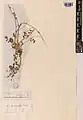 Onobrychis heliocarpa • اسپرس میوه‌روشن