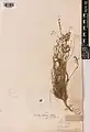 Onobrychis heliocarpa • اسپرس میوه‌روشن