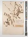 Onobrychis scrobiculata • اسپرس شانه‌زنبوری