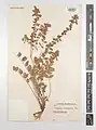Onobrychis scrobiculata • اسپرس شانه‌زنبوری