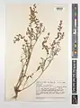 Onobrychis scrobiculata • اسپرس شانه‌زنبوری