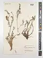 Onobrychis scrobiculata • اسپرس شانه‌زنبوری