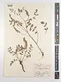 Onobrychis scrobiculata • اسپرس شانه‌زنبوری