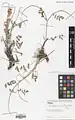 Onobrychis scrobiculata • اسپرس شانه‌زنبوری