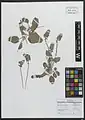 Onobrychis plantago • اسپرس بارهنگی