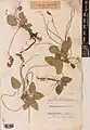 Onobrychis plantago • اسپرس بارهنگی