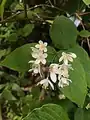 Deutzia scabra • دوتسیای معمولی