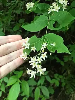 Deutzia scabra • دوتسیای معمولی