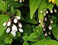Deutzia scabra • دوتسیای معمولی