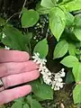 Deutzia scabra • دوتسیای معمولی