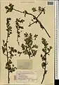 Crataegus pseudoheterophylla • زالزالک ایروانی