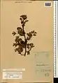 Crataegus pseudoheterophylla • زالزالک ایروانی