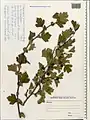 Crataegus pseudoheterophylla • زالزالک ایروانی