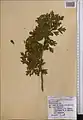 Crataegus pseudoheterophylla • زالزالک ایروانی