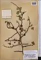 Crataegus pseudoheterophylla • زالزالک ایروانی