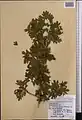 Crataegus pseudoheterophylla • زالزالک ایروانی