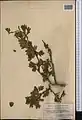 Crataegus pseudoheterophylla • زالزالک ایروانی