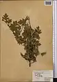 Crataegus pseudoheterophylla • زالزالک ایروانی