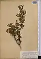 Crataegus pseudoheterophylla • زالزالک ایروانی