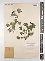 Crataegus pseudoheterophylla • زالزالک ایروانی