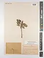 Crataegus pseudoheterophylla • زالزالک ایروانی