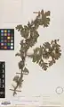 Crataegus pseudoheterophylla • زالزالک ایروانی