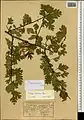 Crataegus turkestanica • زالزالک ترکستانی