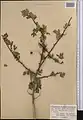 Crataegus turkestanica • زالزالک ترکستانی