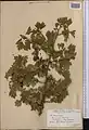 Crataegus turkestanica • زالزالک ترکستانی