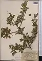 Crataegus turkestanica • زالزالک ترکستانی