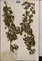Crataegus turkestanica • زالزالک ترکستانی