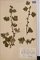 Crataegus turkestanica • زالزالک ترکستانی