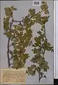 Crataegus turkestanica • زالزالک ترکستانی