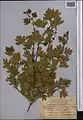 Crataegus turkestanica • زالزالک ترکستانی