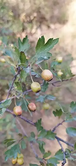 Crataegus turkestanica • زالزالک ترکستانی